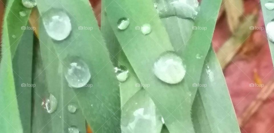 Greengrass#drops#water