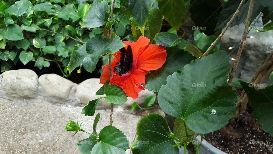 butterfly in flower
