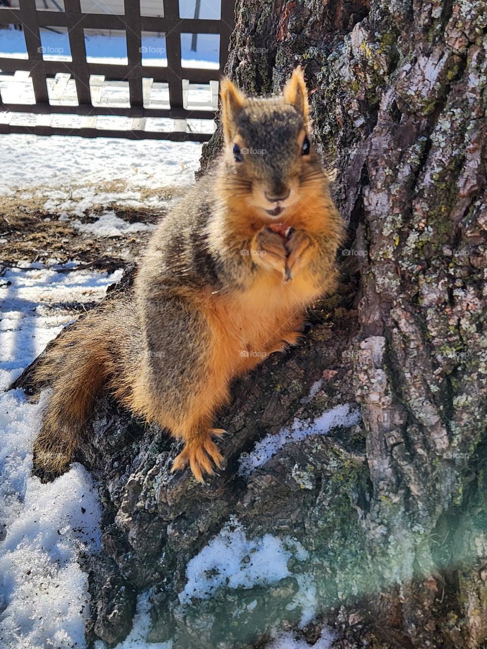 Squirrel Pose