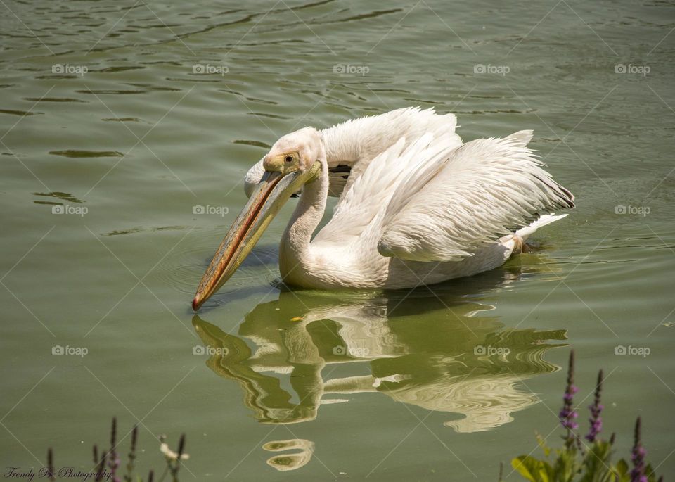 Pelican
