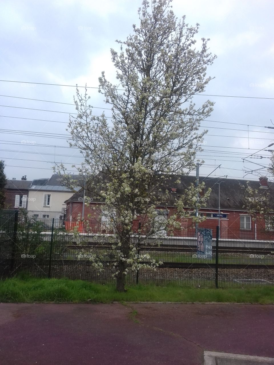 tree full of flowers on spring