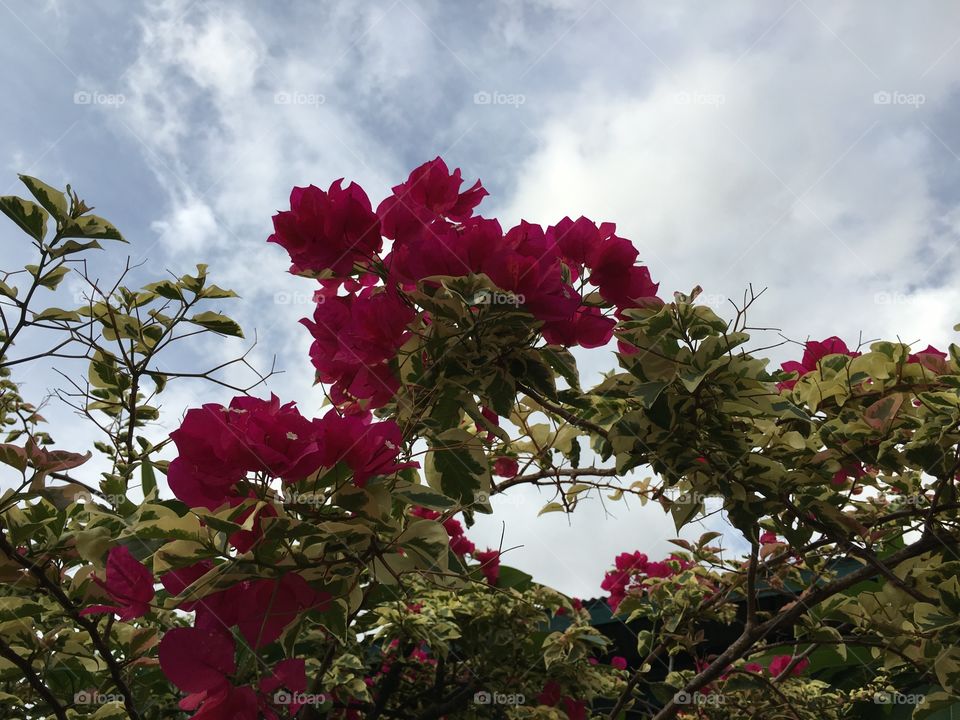 Low angle view of pink flower