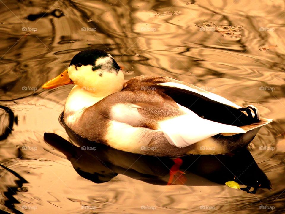 Duck and reflection