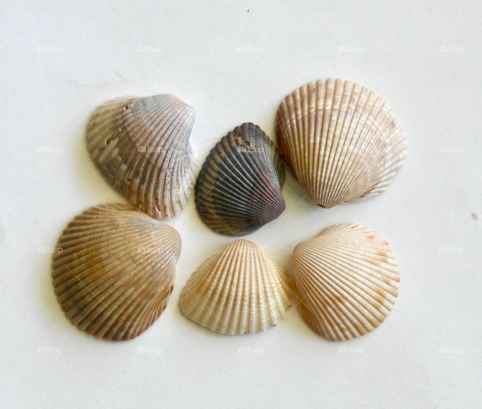 Seashells on white background