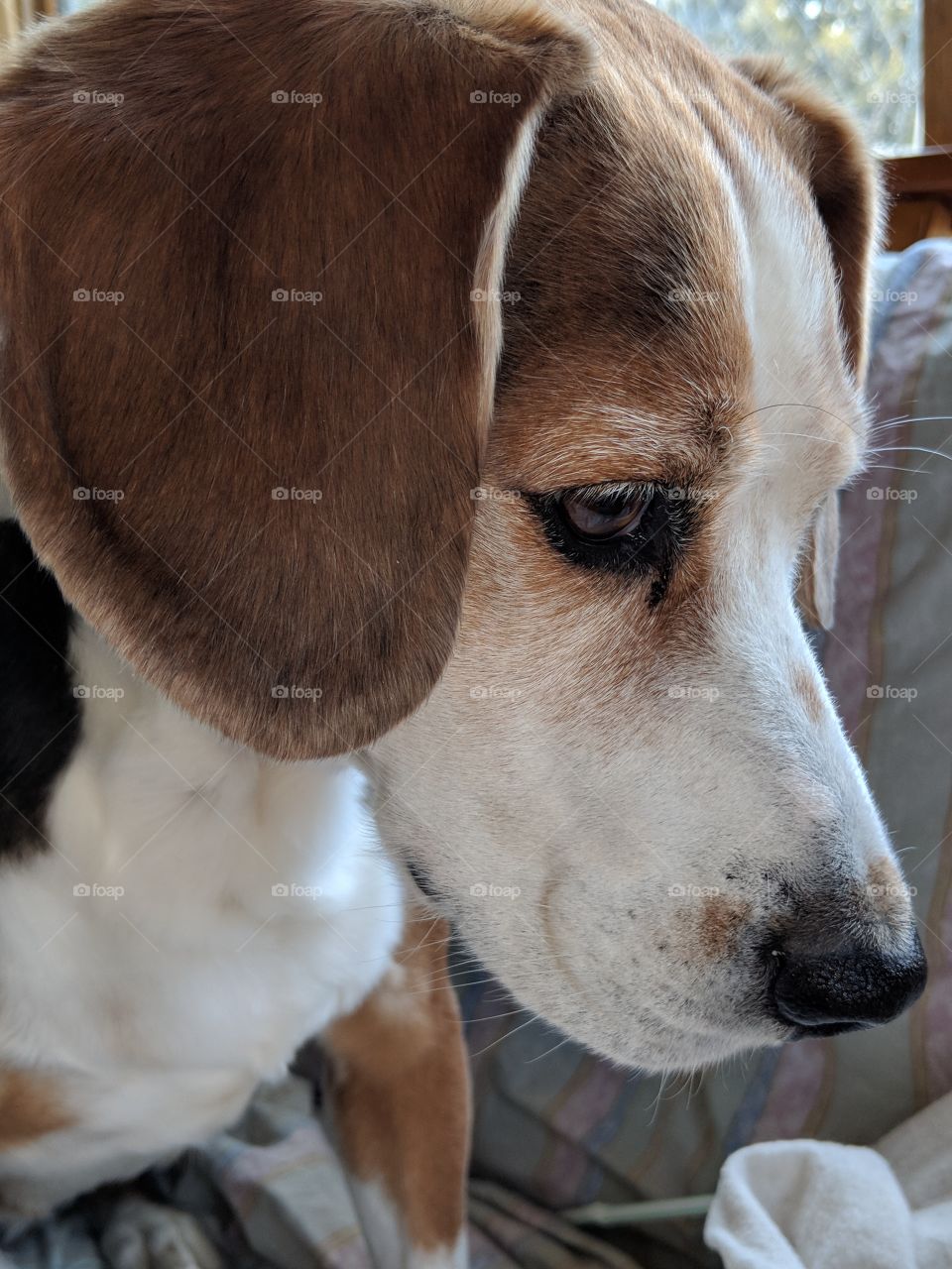 beautiful beagle