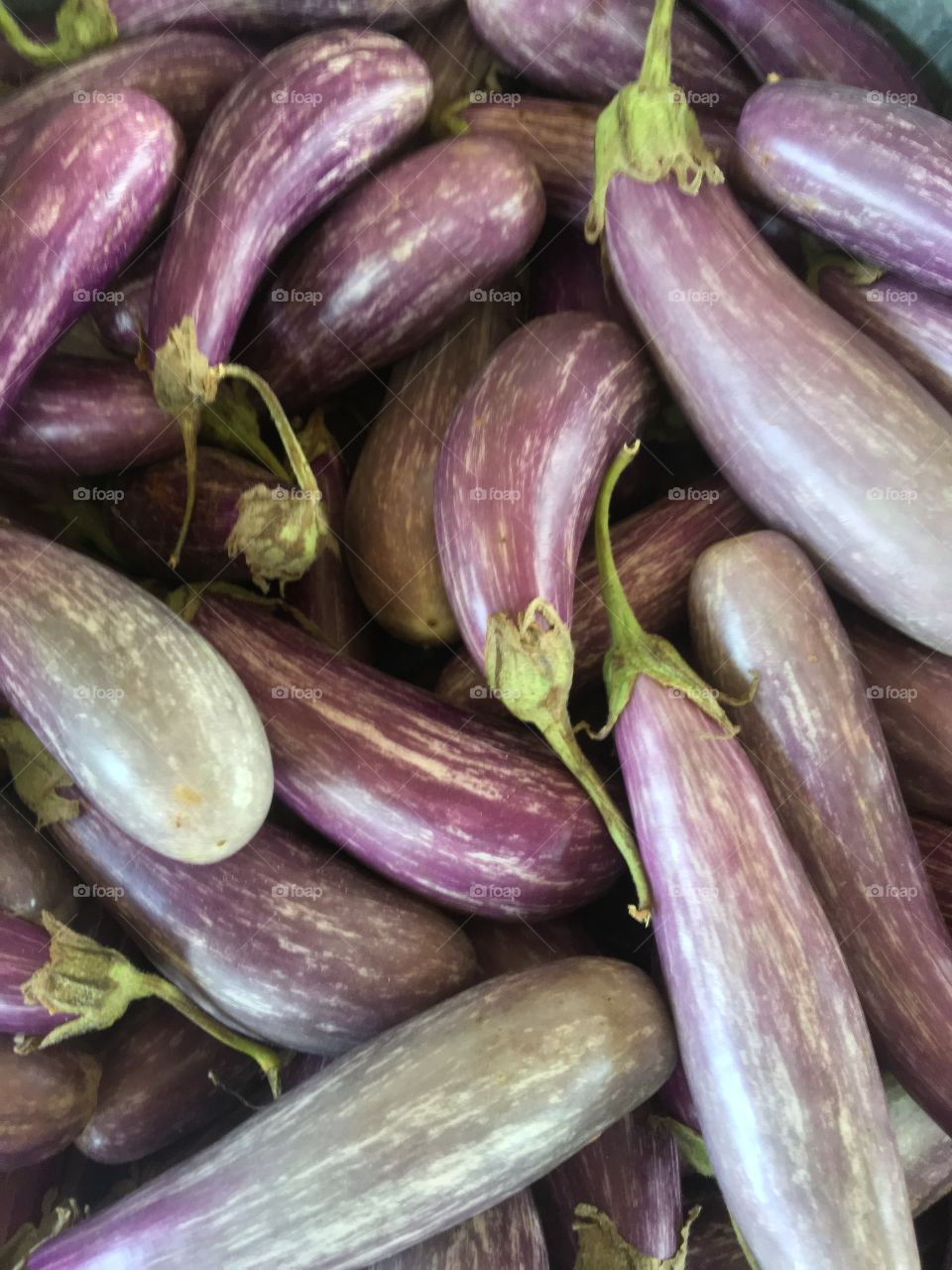 Eggplant for sale at the North Carolina State Farmers Market in Raleigh, North Carolina 