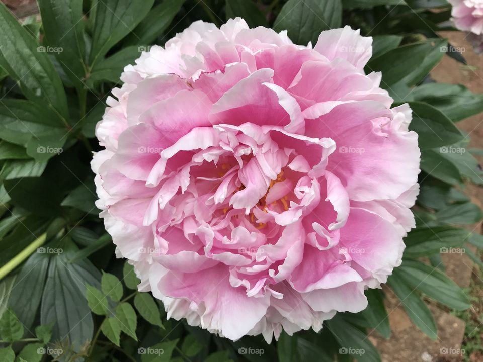 A beautiful peony from our garden in Devon, the size of the blooms are incredible.