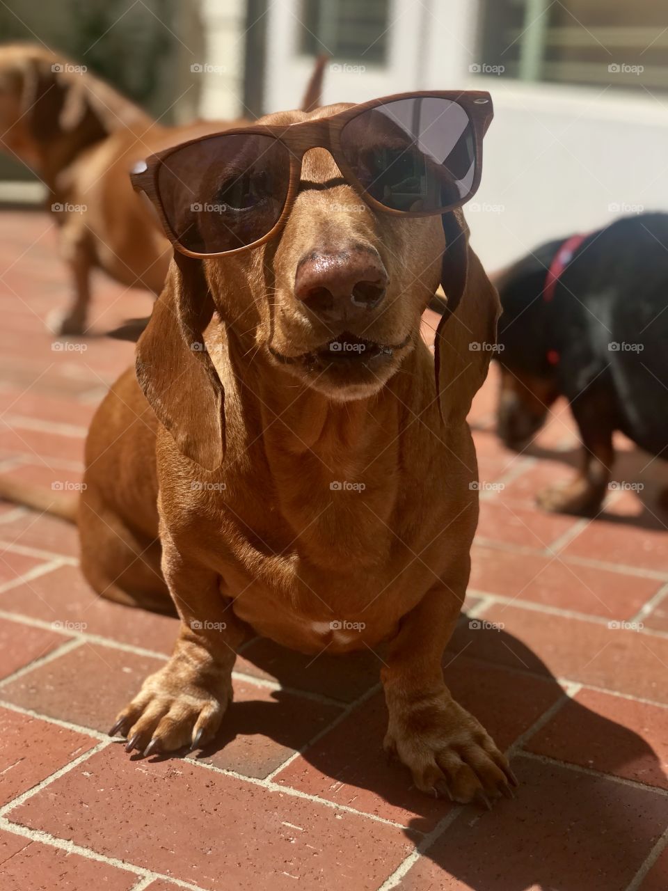 Cute dachshund in sunglasses.