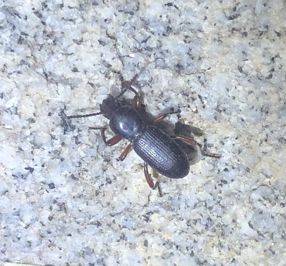 Small darkling beetle