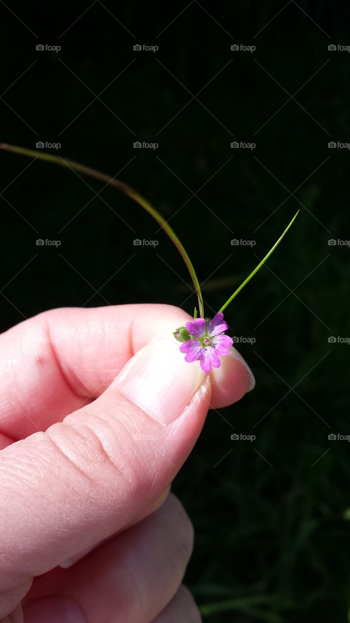 Tiny Flora. Tiny purple flower pinched between finger and thumb.