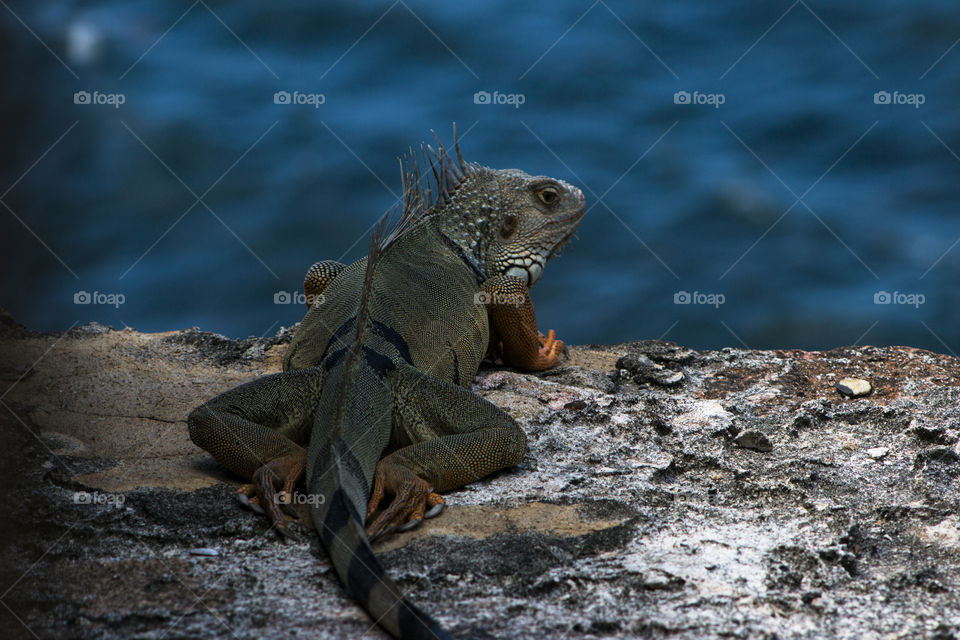 Iguana