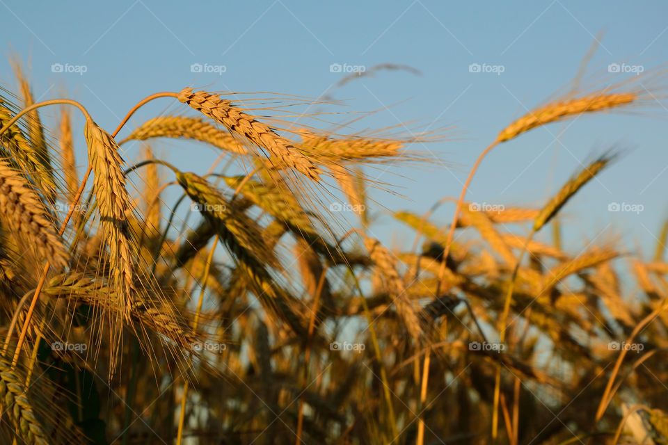 Wheat crops in field