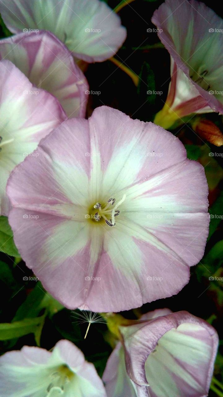 Flower pinck & white