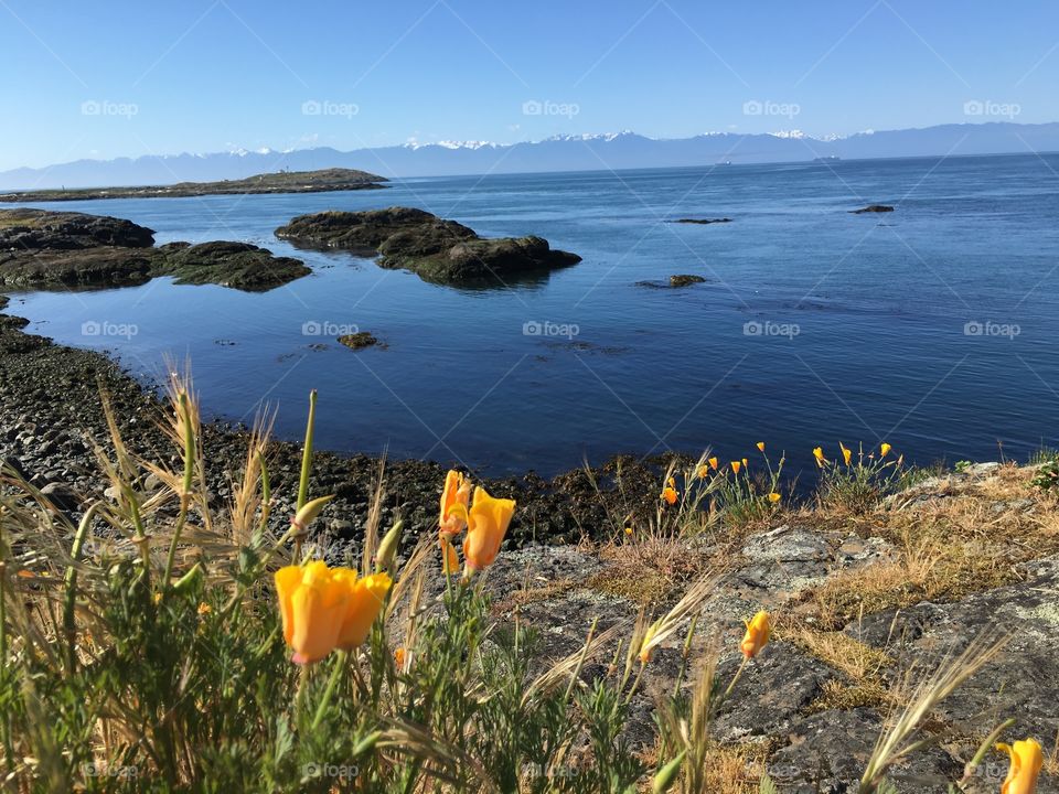 Yellow flowers near lake