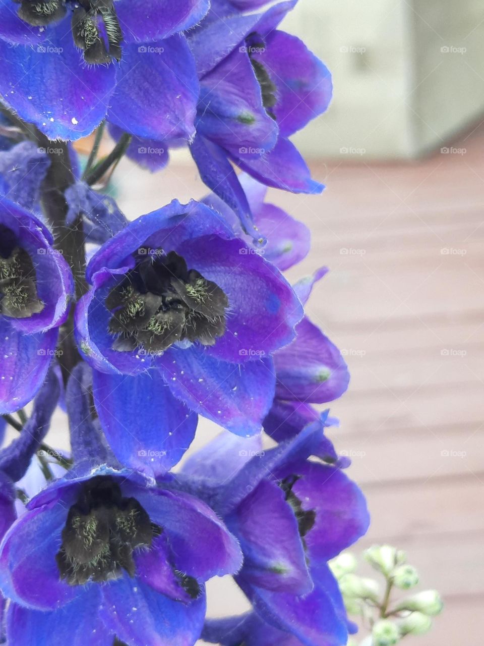 close-up of blue delphinium  flowers