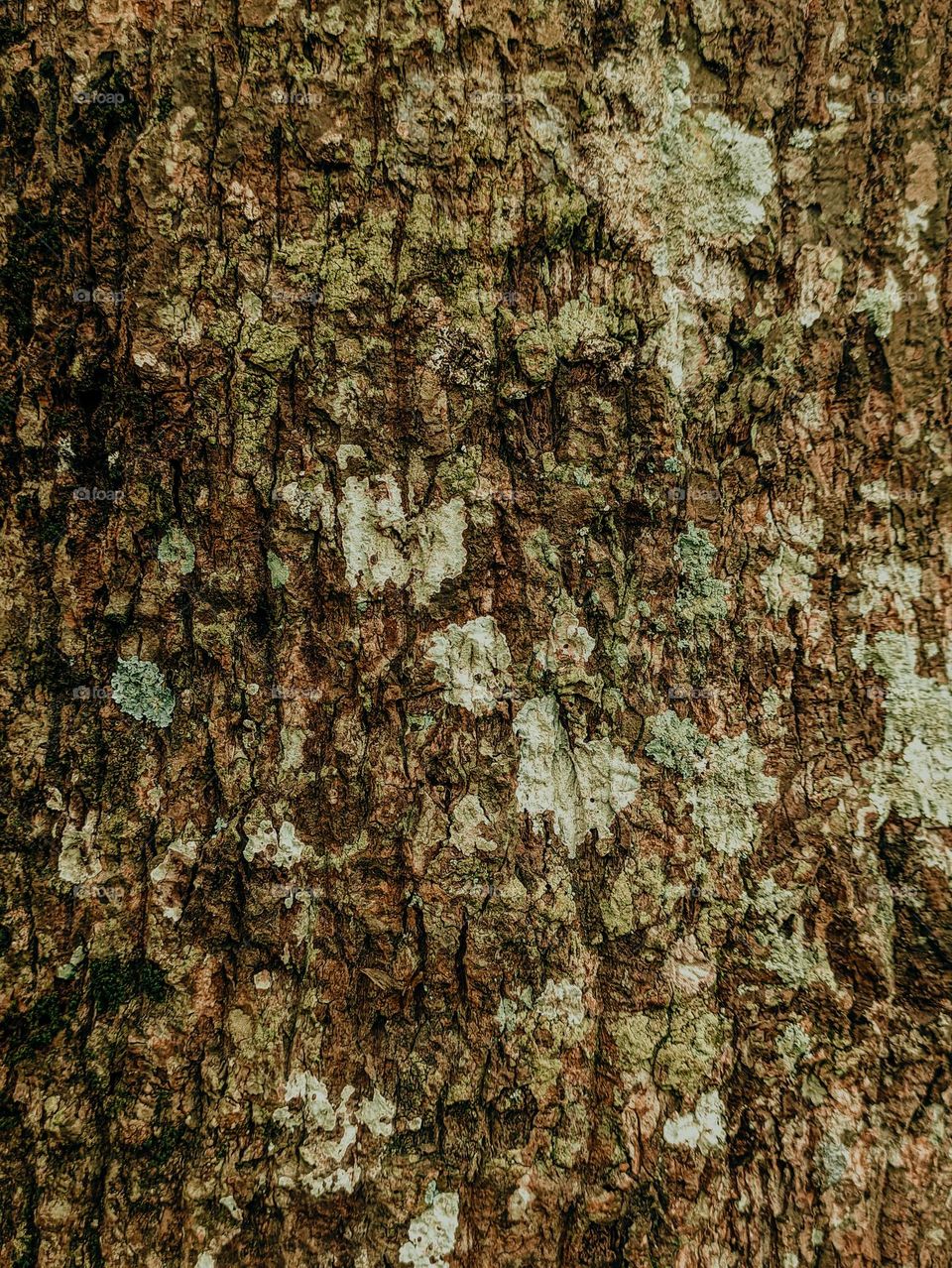 the bark of an old large tree that is brown in color