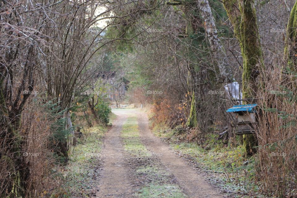 A dirt and grass laneway arched by trees with a blue mailbox at the beginning of the lane. 