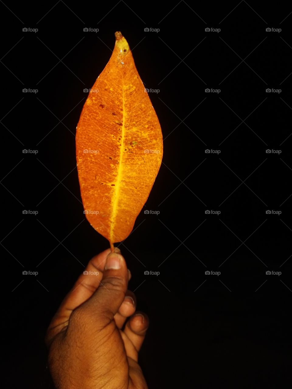 dry leaf,leaf with yellow colour,beautiful dry leaf,leaf in hand,leaf and hand in dark night.