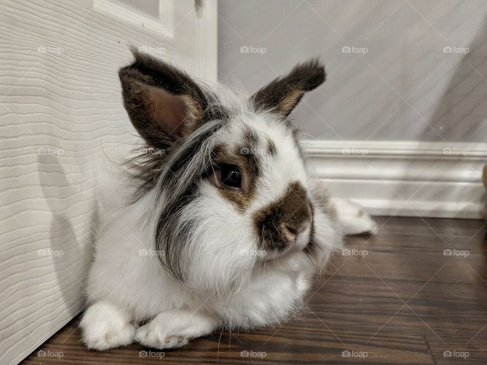 rabbit hanging out in his favourite spot, looking to the right