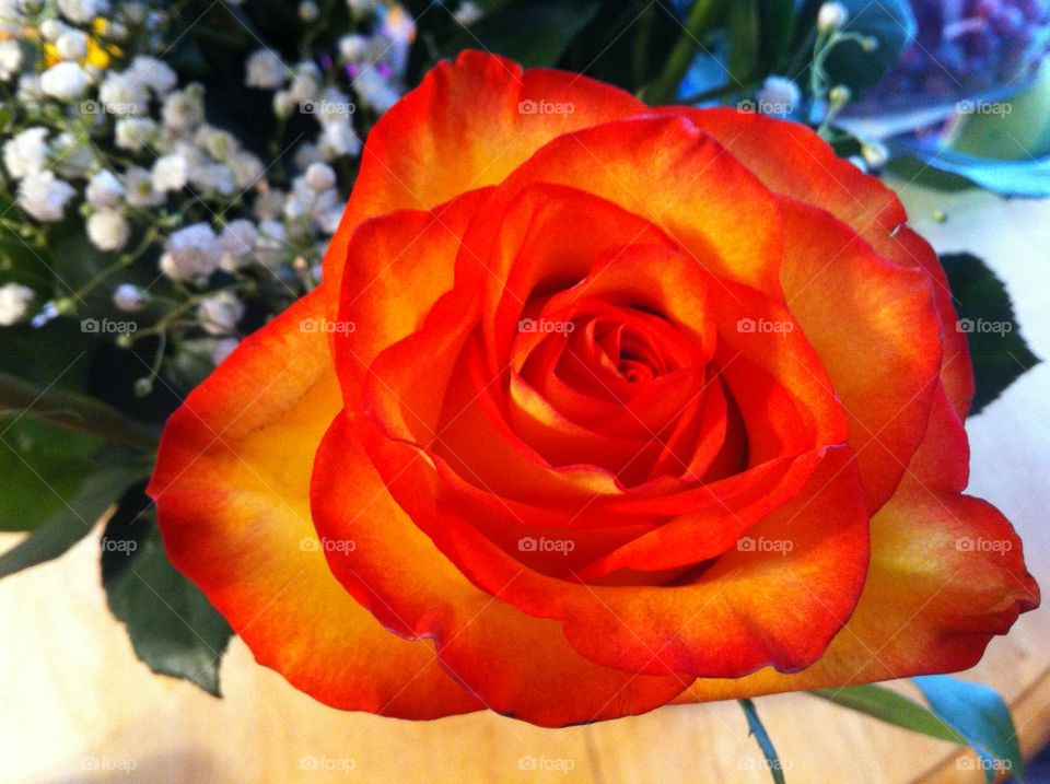 The Orange Rose