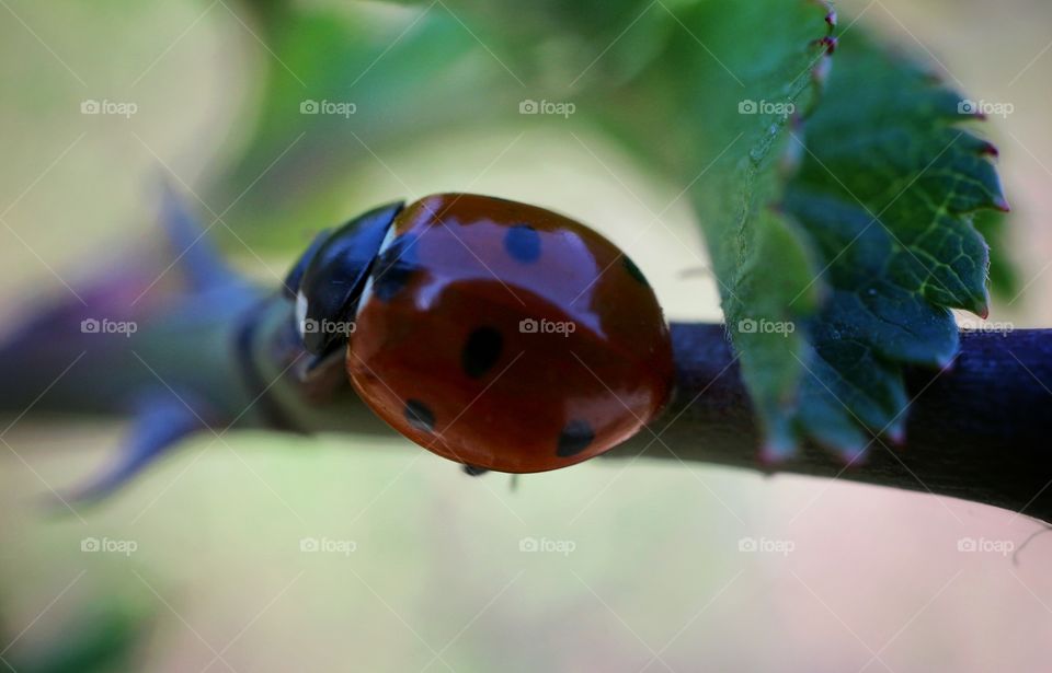 Ladybug