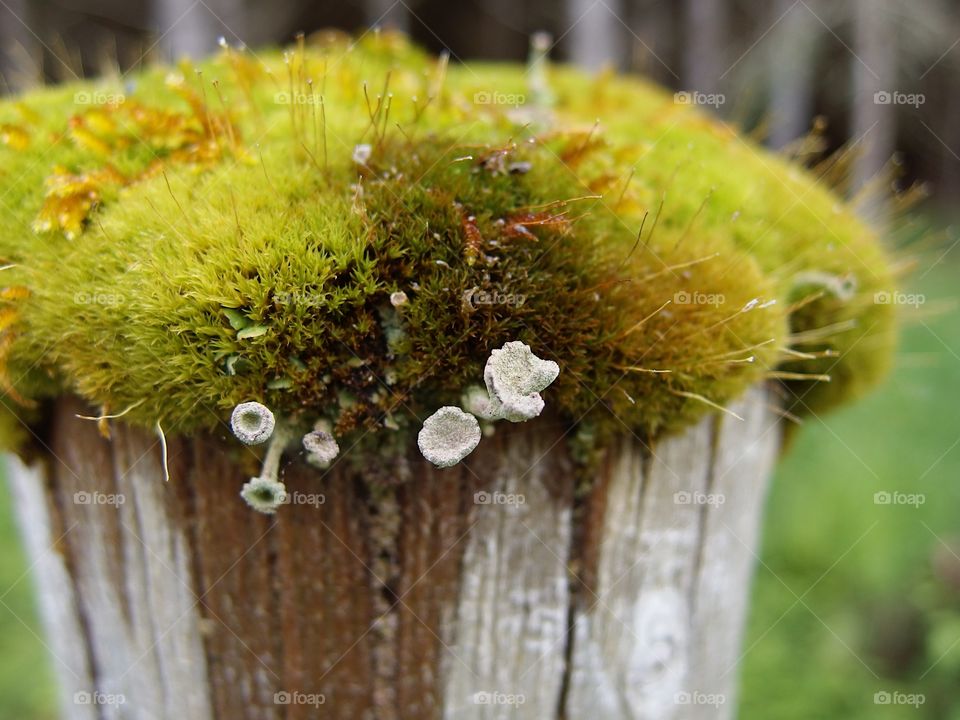 A old wooden fence post covered with a thick layer of moss and fungus shoots for a barrier between a farm and the forest in rural Western Oregon on a spring day. 