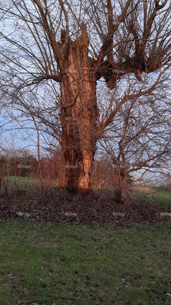 winter garden  - old willow tree at sunset