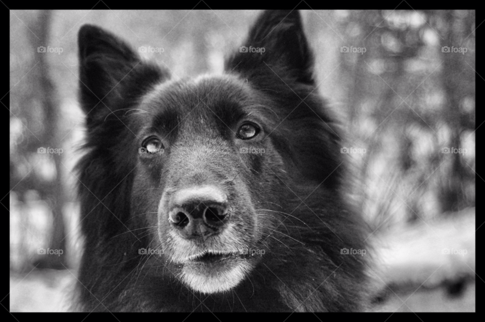 dog groenendael by bearfaerie