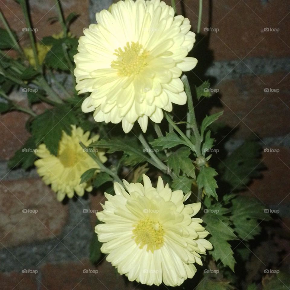 Chrysanthemum