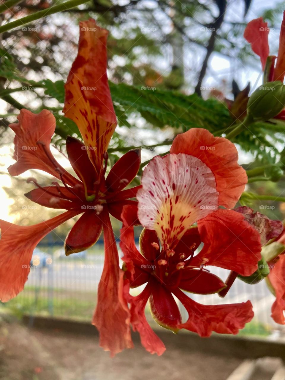 🌹 🇺🇸 Very beautiful flowers to brighten our day.  Live nature and its beauty. Did you like the delicate petals? / 🇧🇷 Flores muito bonitas para alegrar nosso dia. Viva a natureza e sua beleza. Gostaram das pétalas delicadas? 