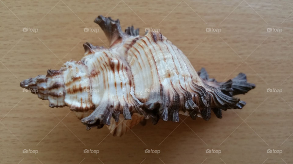 Shell