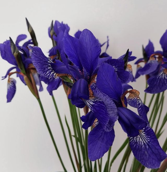 beautiful violet flowers
