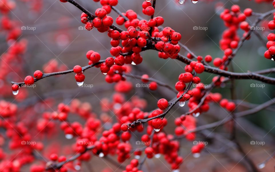 Juicy red berries