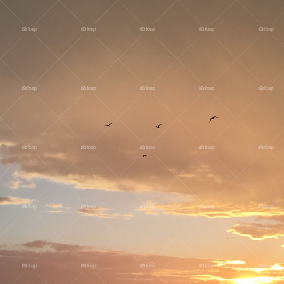 Sky macro colors bird