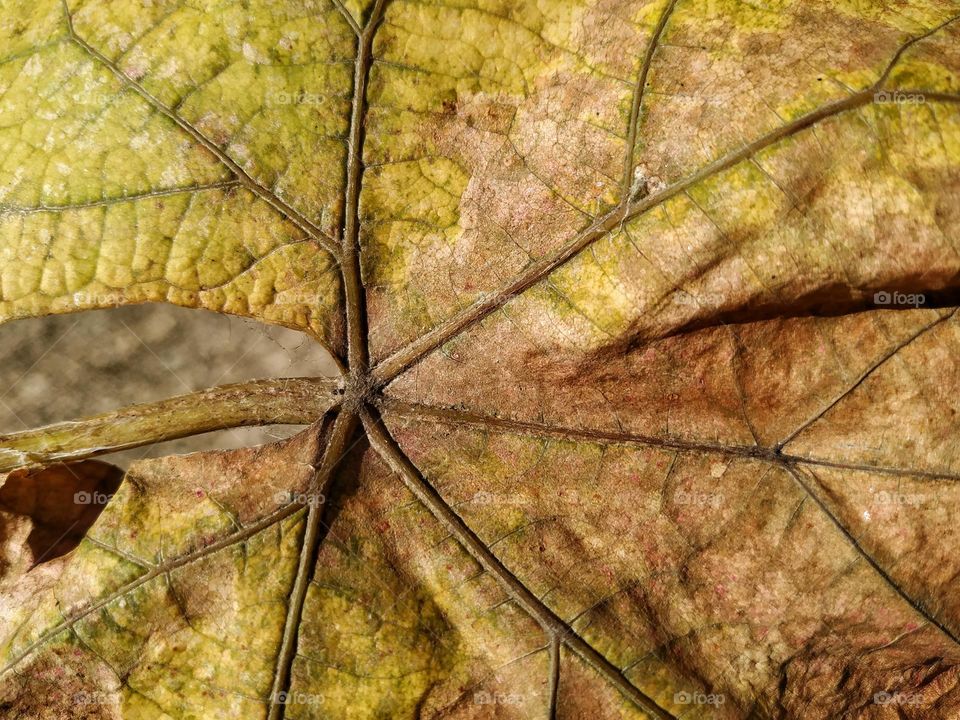 Vine leaf in autumn