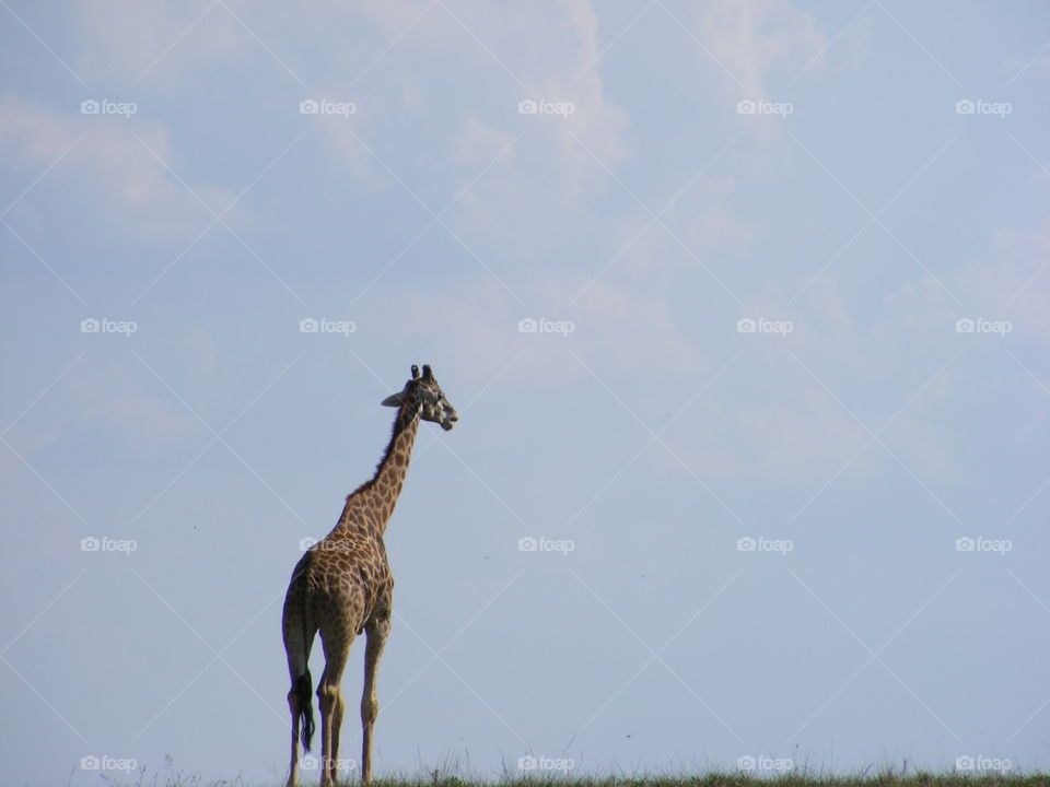 Giraffe Walking Out In The Open, Giraffe Standing Tall In The Sky, Giraffe Portrait, Wildlife Photography 