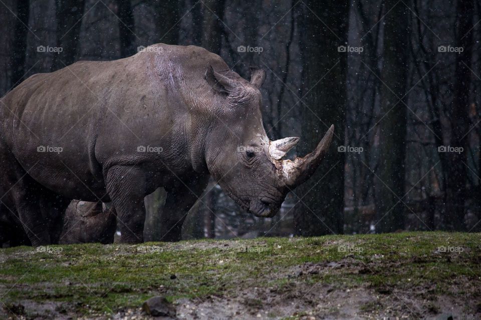 Rhino #muscles #strong #animals