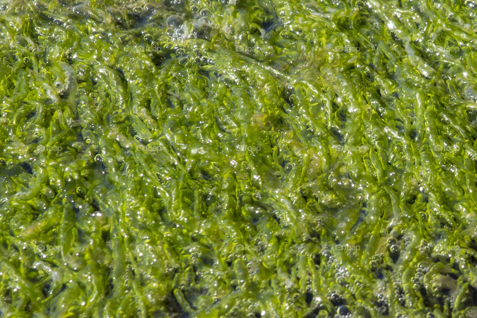 Green algae in the sea 