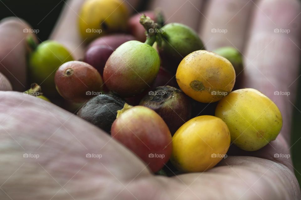 Coffee beans in the hands of a man. close up