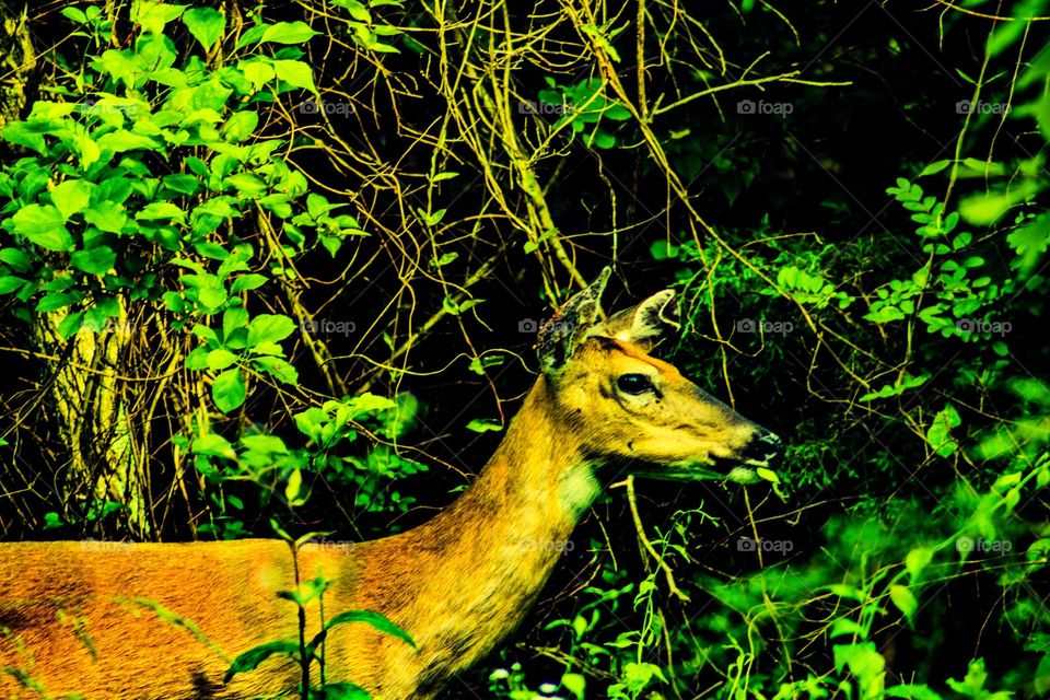 deer in the brush