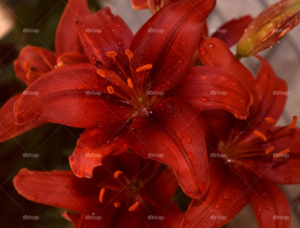 African lily's . African lily's from my garden. still wet from a summer storm