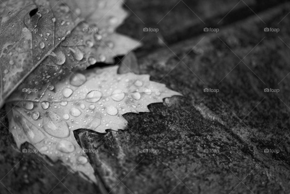 Rain, Leaf, Nature, No Person, Monochrome