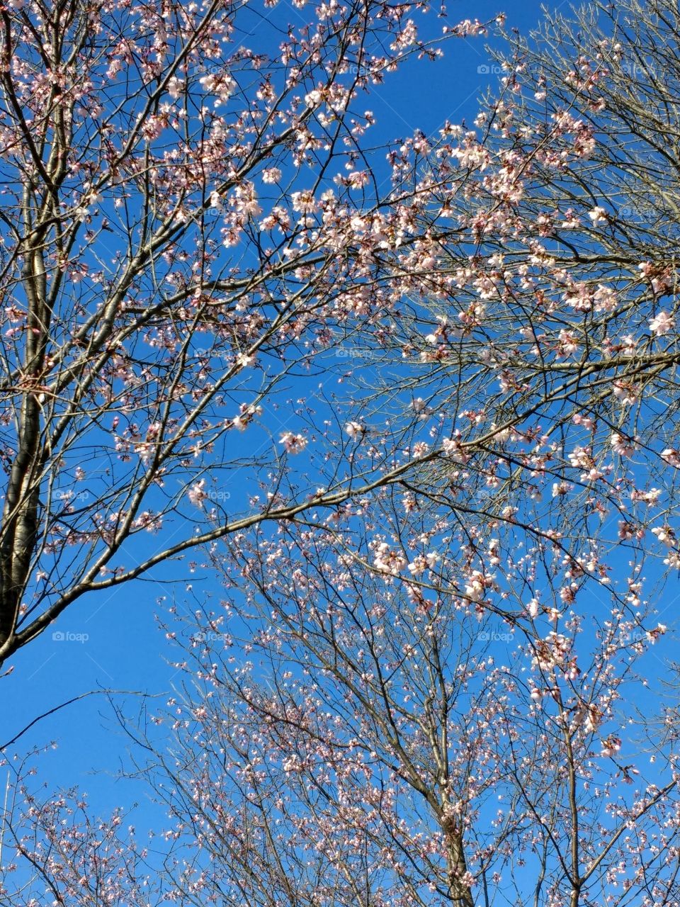 Pink Blossoms, Blue Sky