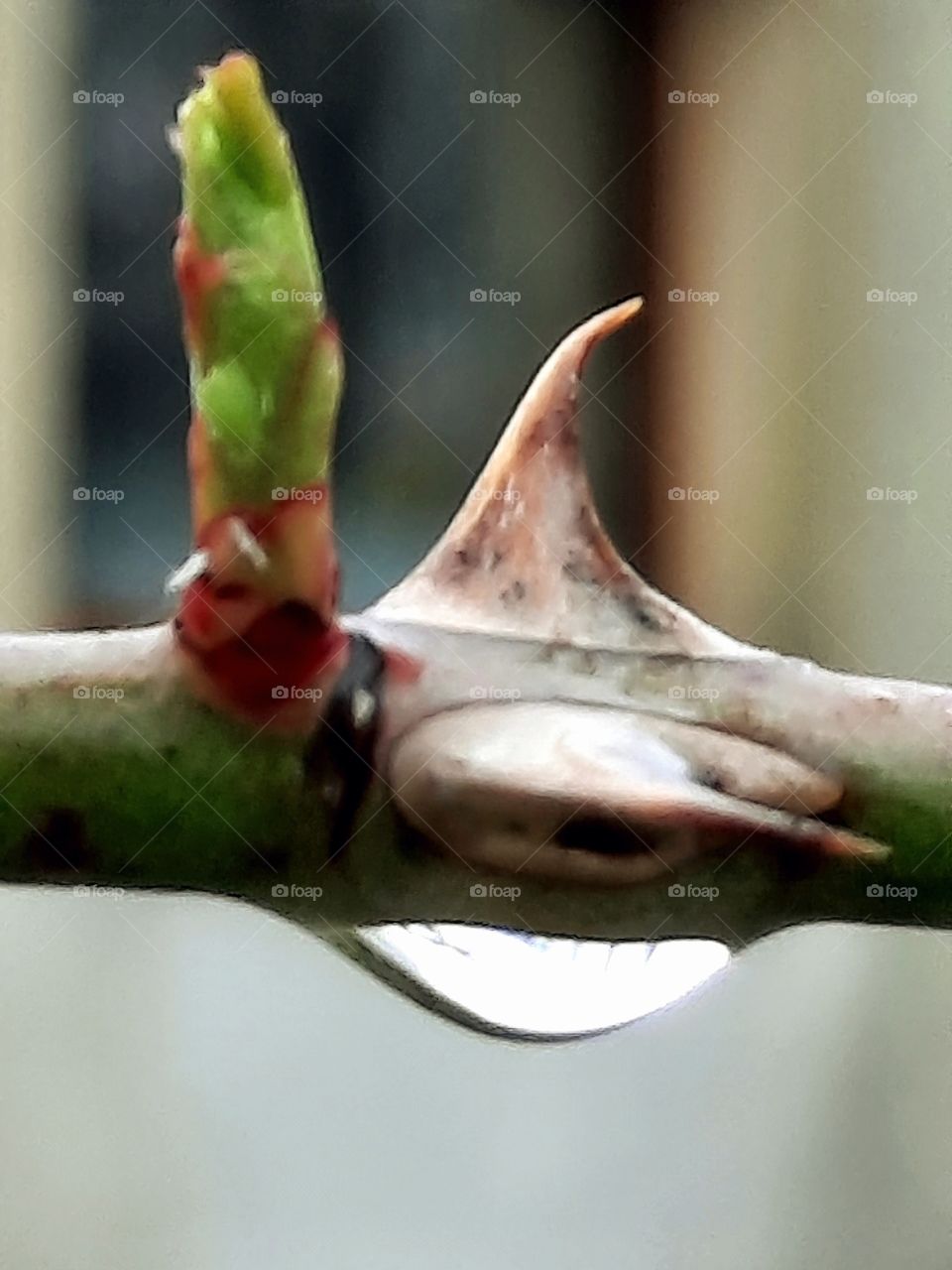 bud thornes and a drop of water on a twig of wilf rose