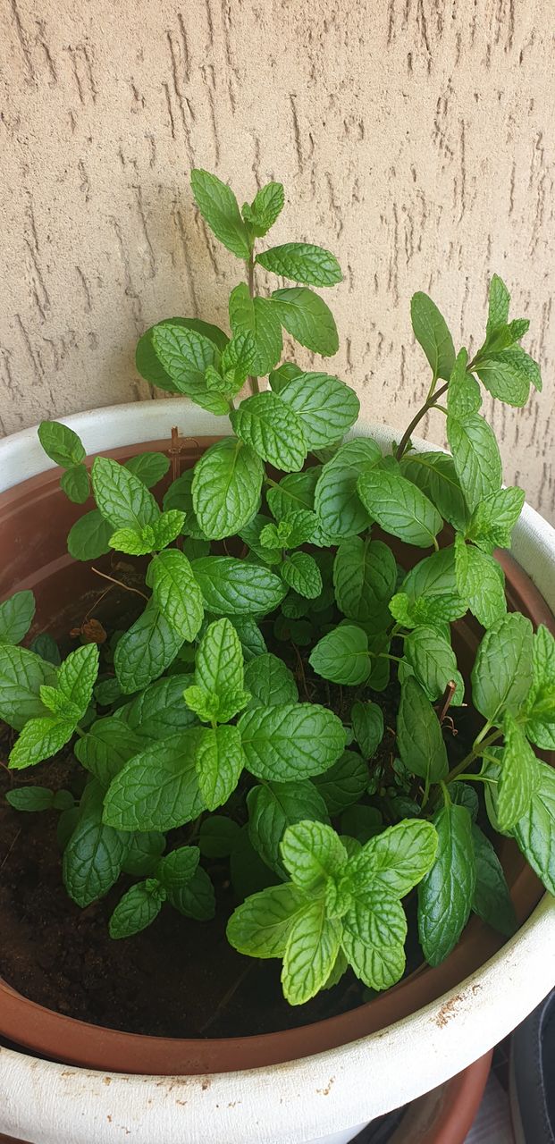 my mint