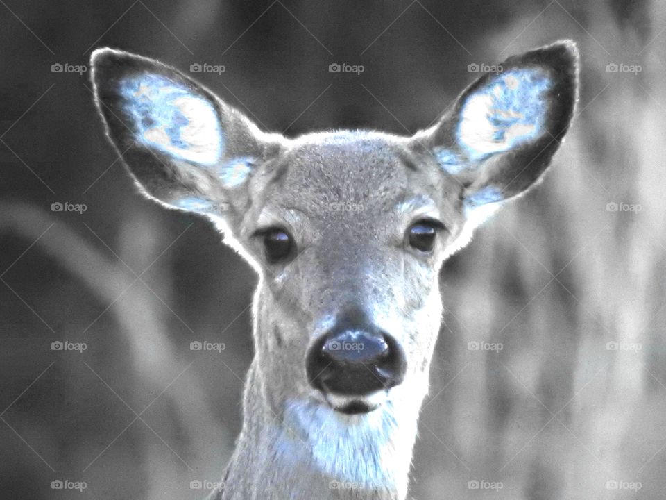 Deer
