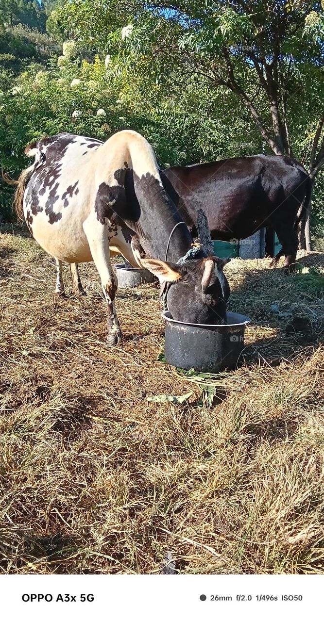 animals drink water