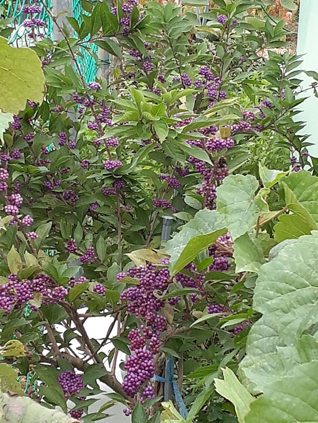 portrait of a plant