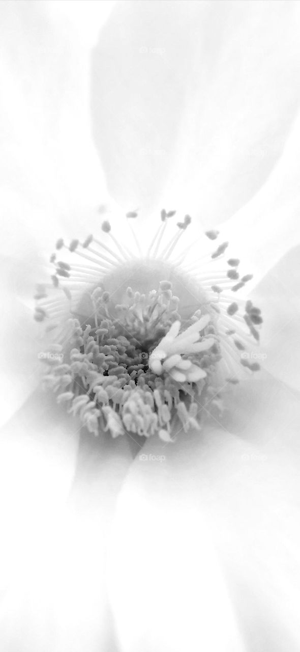 Macro Black and white