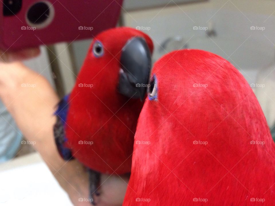 Red parrot 